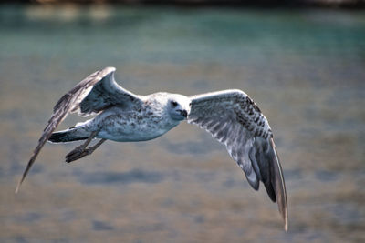 Seagull flying