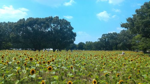 View of flowers growing in field