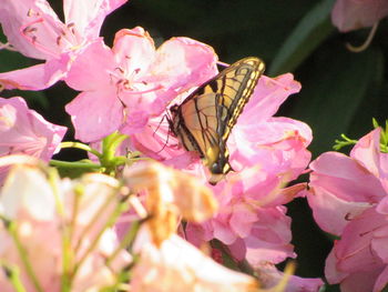 Close-up of butterfly pollinating on pink flower