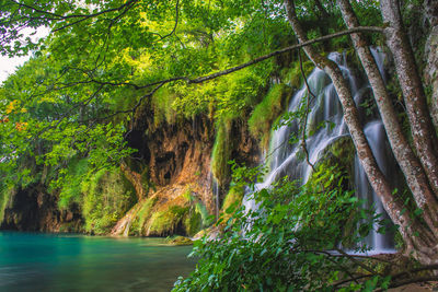 Scenic view of river amidst trees in forest