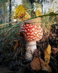 Close-up of mushroom on grass