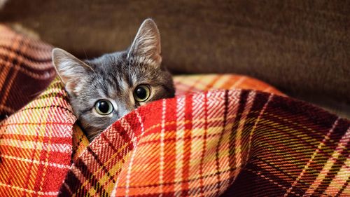 Close-up portrait of cat in blanket