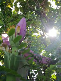 Low angle view of flower tree
