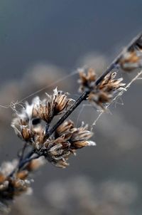 Close-up of flowers against blurred background