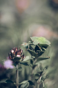 Close-up of flowering plant