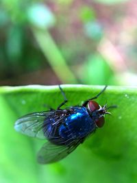 Close-up of fly on leaf