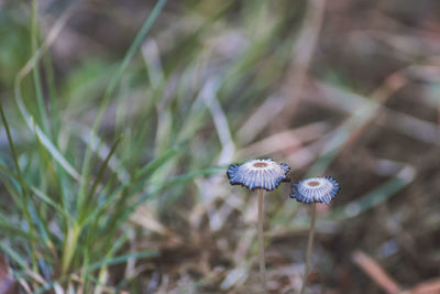 Close-up of mushroom growing outdoors