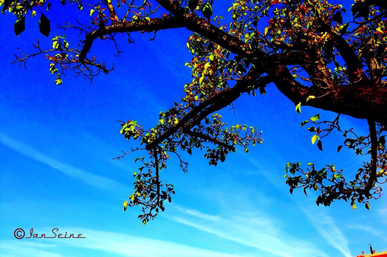 low angle view, tree, branch, blue, growth, sky, nature, beauty in nature, clear sky, tranquility, leaf, day, sunlight, outdoors, scenics, no people, freshness, flower, treetop, high section