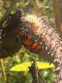 Close-up of insect on flower