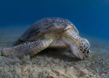 Close-up of turtle in sea