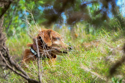 Close-up of a cat lying on grass