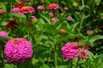 Close-up of pink flowers blooming outdoors