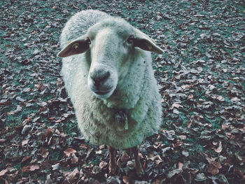 High angle portrait of sheep standing on field