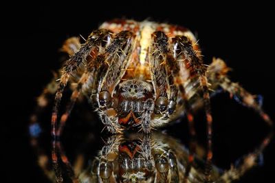 Close-up of spider on black background