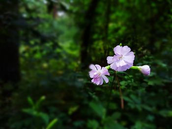 Purple flowers blooming on tree