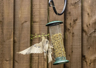 Close-up of bird perching on wood