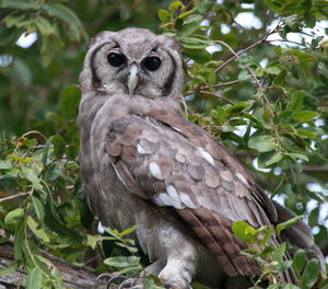 Portrait of owl perching on tree