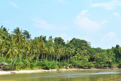 Scenic view of palm trees on beach against sky