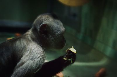 Close-up of monkey eating food
