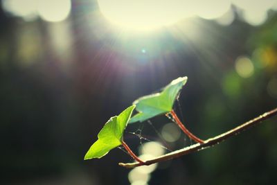 Close-up of fresh green plant