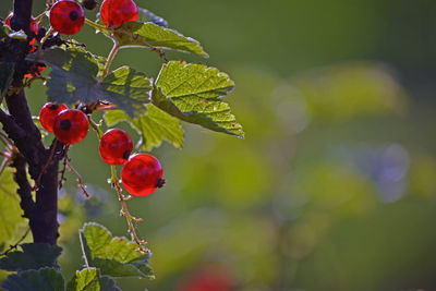 Close-up of red currants growing outdoors