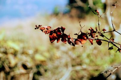 Close-up of red berries on plant