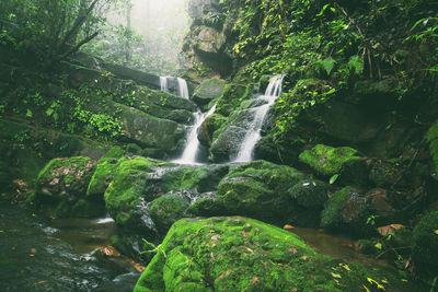 Scenic view of waterfall in forest