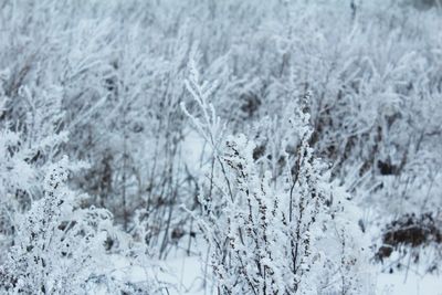 Snow covered plants on land