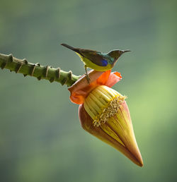 Close-up of bird perching on flower
