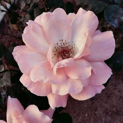 Close-up of pink flower