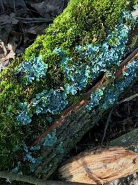 High angle view of moss growing on tree