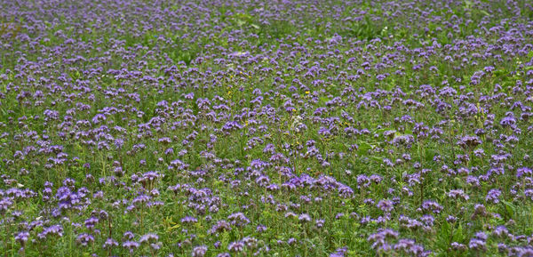 Full frame shot of purple flowers blooming in field