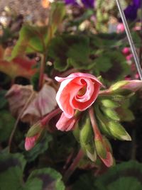 Close-up of pink rose