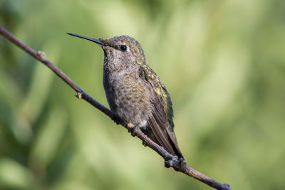 Close-up of bird perching on branch