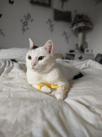 Cat lying on bed at home