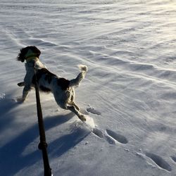 Dog on snow covered landscape