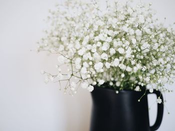 Close-up of potted plant in vase against wall