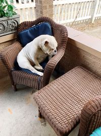 High angle view of dog relaxing on sofa