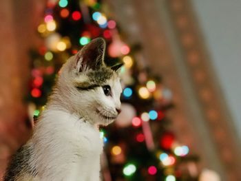 Close-up of cat by christmas tree