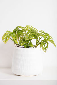 Close-up of potted plant against white background