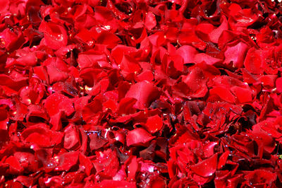 Full frame shot of red roses