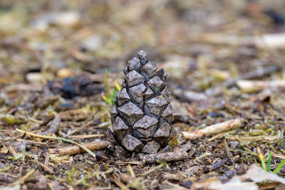 Close-up of pine cone on forest ground 