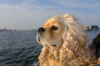 Close-up of dog looking away against sky