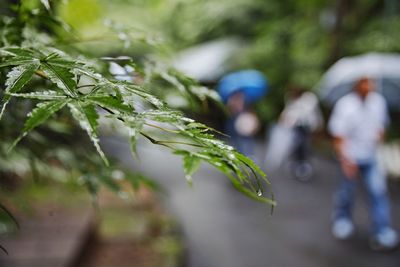 Close-up of wet plant during rainy season