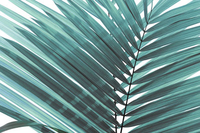 Full frame shot of palm leaf