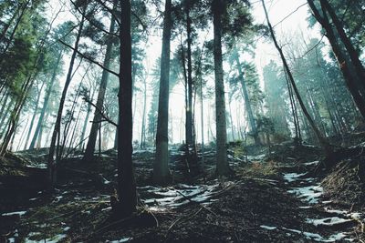Low angle view of trees against sky