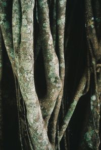 Close-up of tree trunk in forest