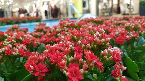 Close-up of pink flowers