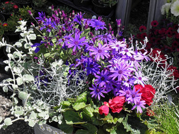 High angle view of purple flowers blooming outdoors