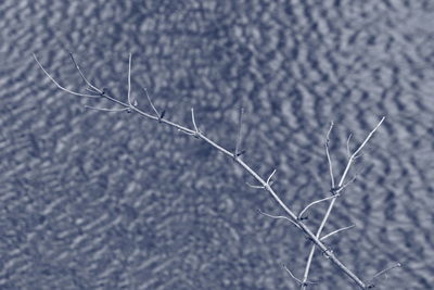 Close-up of plant against blurred background